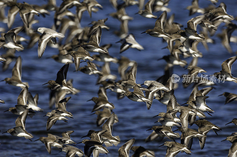 西部矶鹞渡，卡利德里斯毛里，博德加湾，加利福尼亚州。Charadrifformes Scolopacidae。飞行。